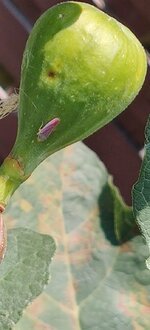IMG_20230820_124556.jpg