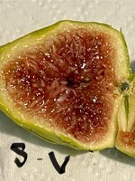 IMG_2666.jpeg