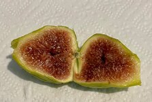 IMG_2667.jpeg