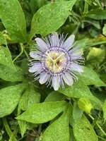 IMG_6071.jpg
