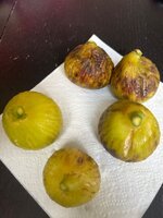 IMG_1460.jpeg