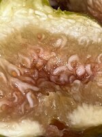 IMG_1463.jpeg