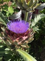 IMG_0039.jpg
