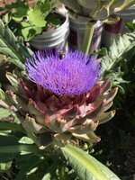 IMG_0037.jpg