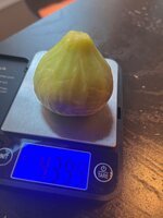 IMG_1529.jpeg