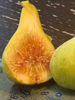 IMG_1534.jpeg