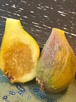 IMG_1535.jpeg