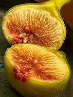 IMG_1550.jpeg