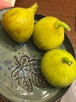 IMG_1552.jpeg