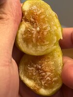 IMG_1554.jpeg