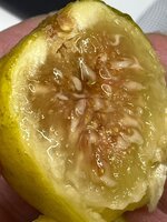 IMG_1556.jpeg