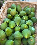 not ripe.JPG not ripe.JPG