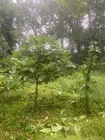 IMG_5822.jpeg