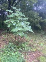 IMG_5821.jpeg