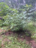 IMG_5826.jpeg