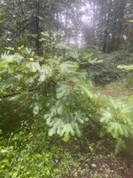 IMG_5827.jpeg