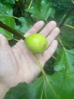 IMG_5828.jpeg