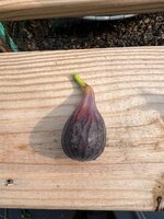 IMG_6809.jpeg