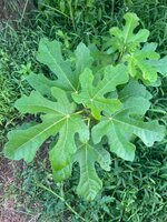 IMG_7373.jpeg