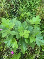 IMG_7374.jpeg