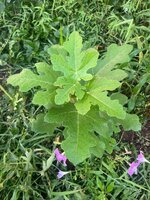 IMG_7375.jpeg