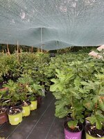 IMG_6470.jpg