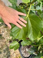 IMG_0779.jpeg