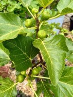 IMG_0781.jpeg