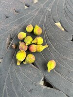 IMG_4266.jpeg