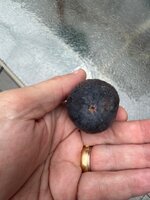 IMG_9579.jpeg