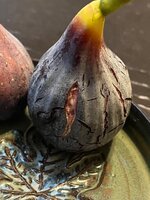 IMG_1710.jpeg