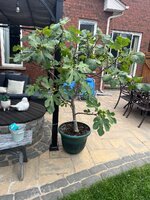 IMG_4245.jpeg