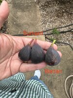 IMG_7357.jpeg