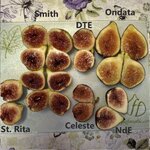 Figs.jpg Figs.jpg