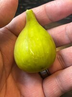 IMG_1752.jpeg