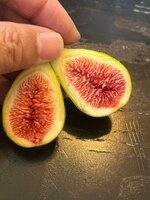 IMG_1753.jpeg