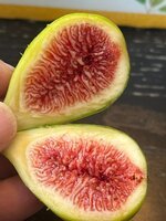 IMG_1754.jpeg