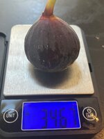 IMG_1746.jpeg