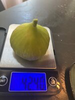 IMG_1742.jpeg