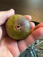 IMG_1783.jpeg