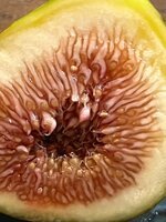 IMG_1786.jpeg