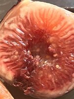 IMG_1847.jpeg