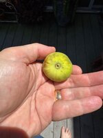 IMG_9670.jpeg