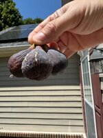 IMG_9664.jpeg