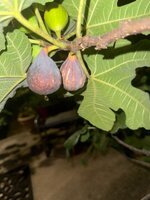 IMG_9659.jpeg