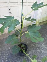 IMG_5810.JPG