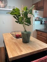 IMG_2390.jpeg