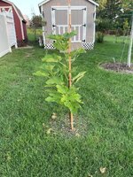 IMG_2598.jpeg