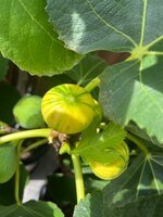 IMG_4309.jpeg