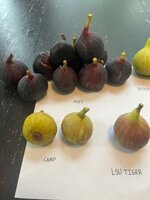IMG_1937.jpeg